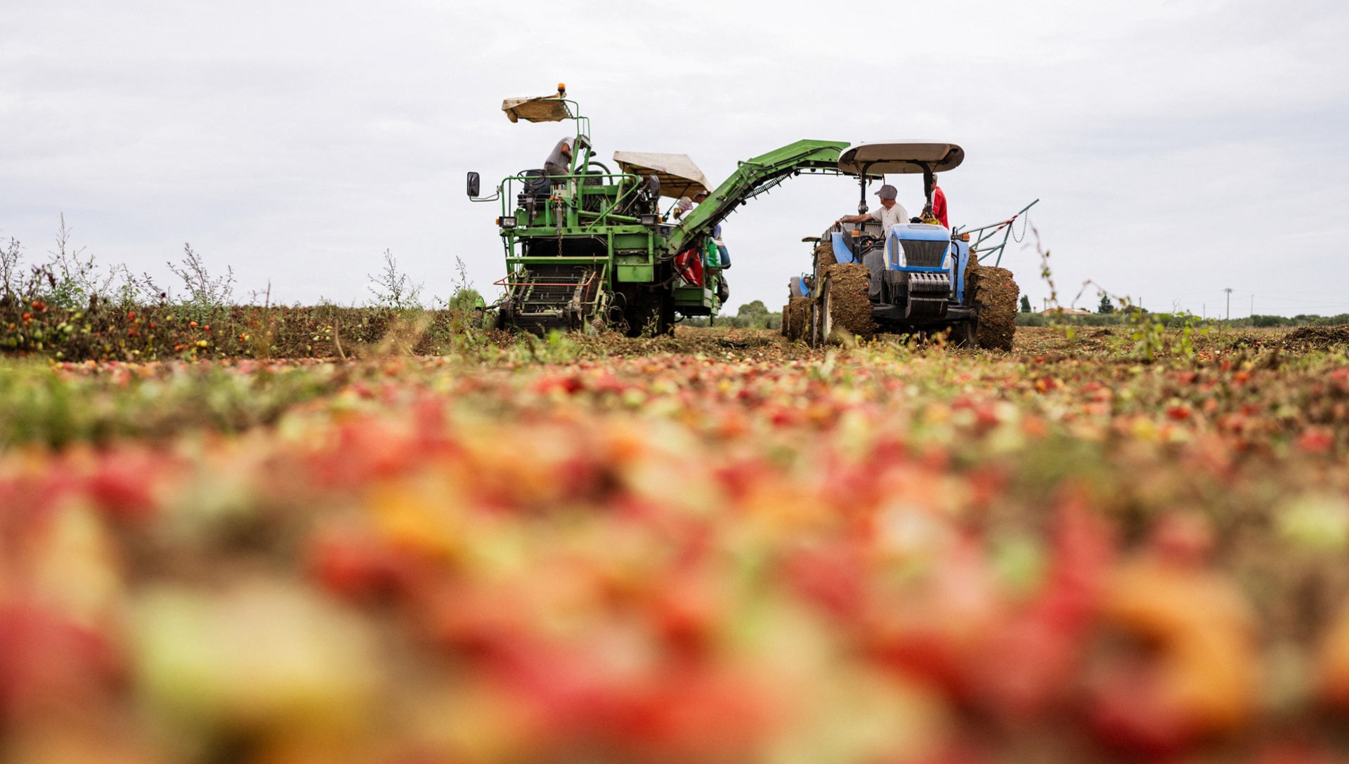 Industrial tomatoes harvesting