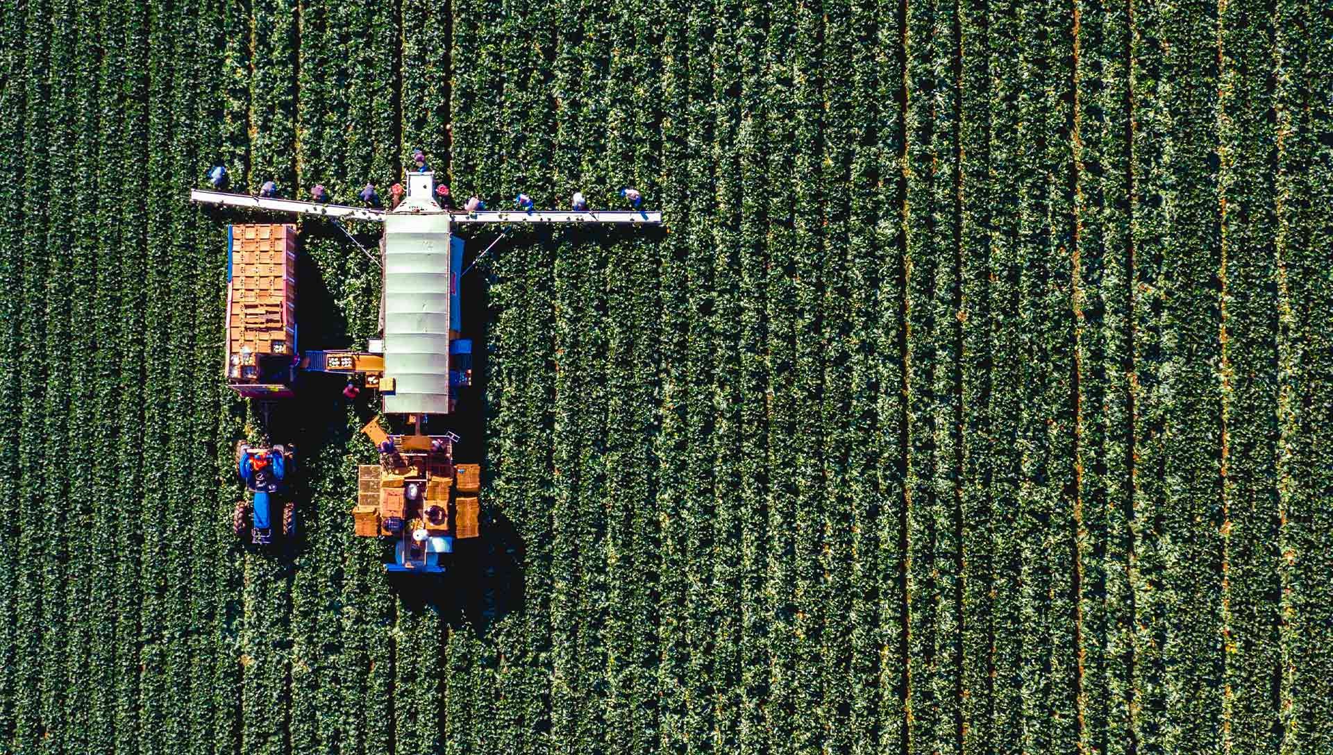 Straight Down Aerial View of Migrant Workers in A Feild Harvesting