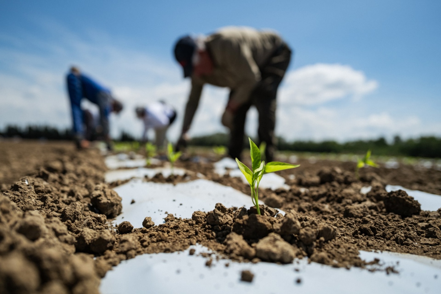 Hummert International