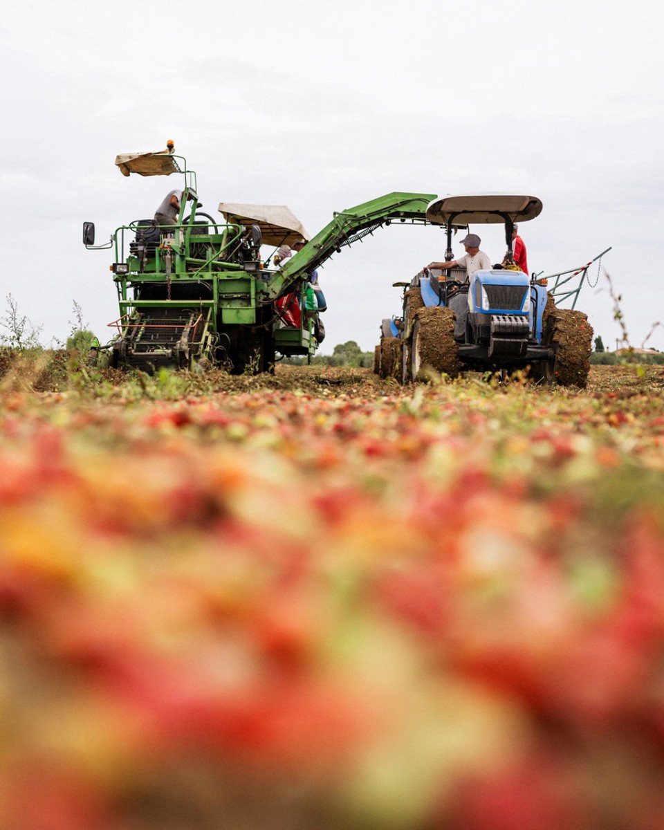Industrial tomatoes harvesting