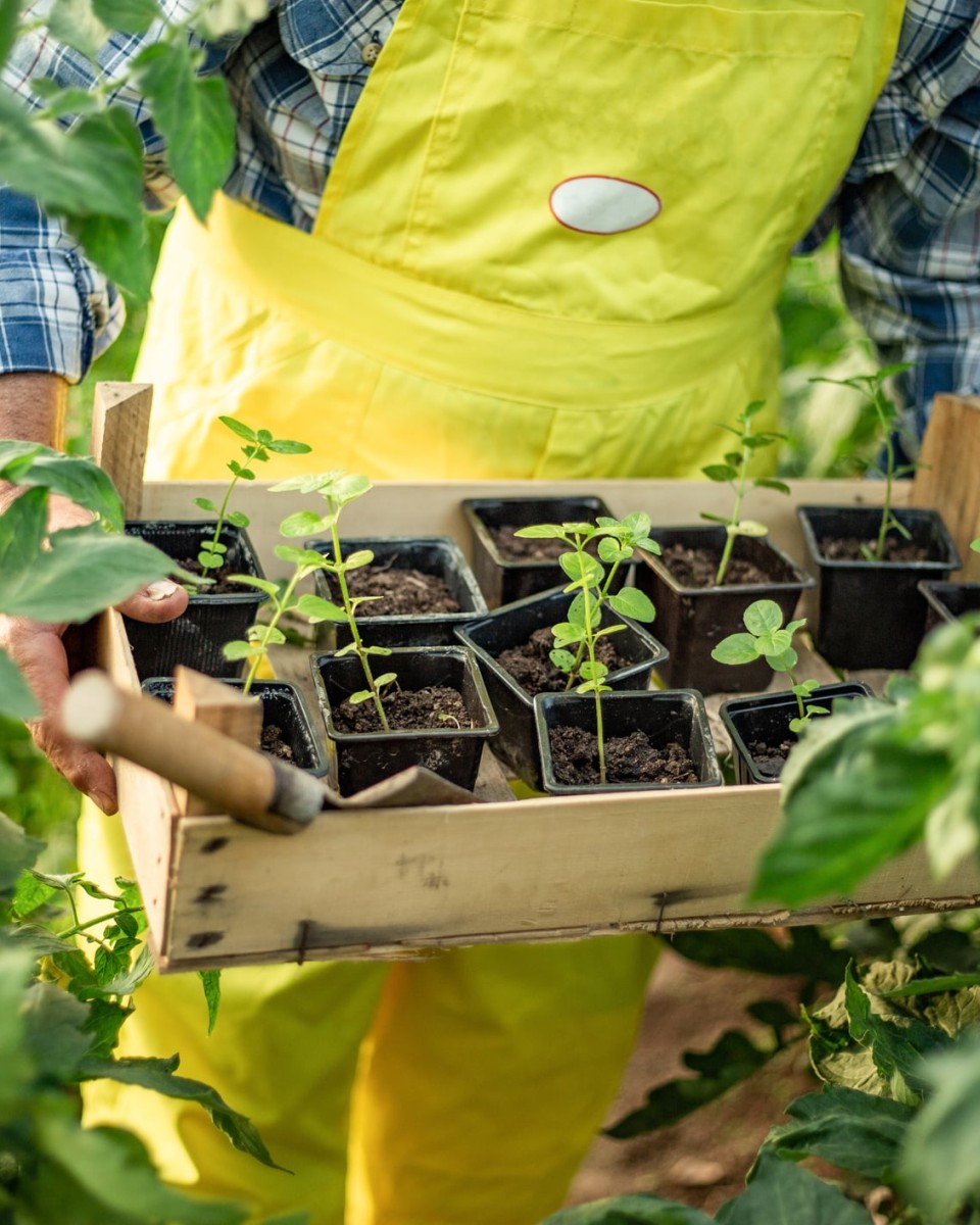 Manufacturing dsitributor wholesaler Food and Dairy 2