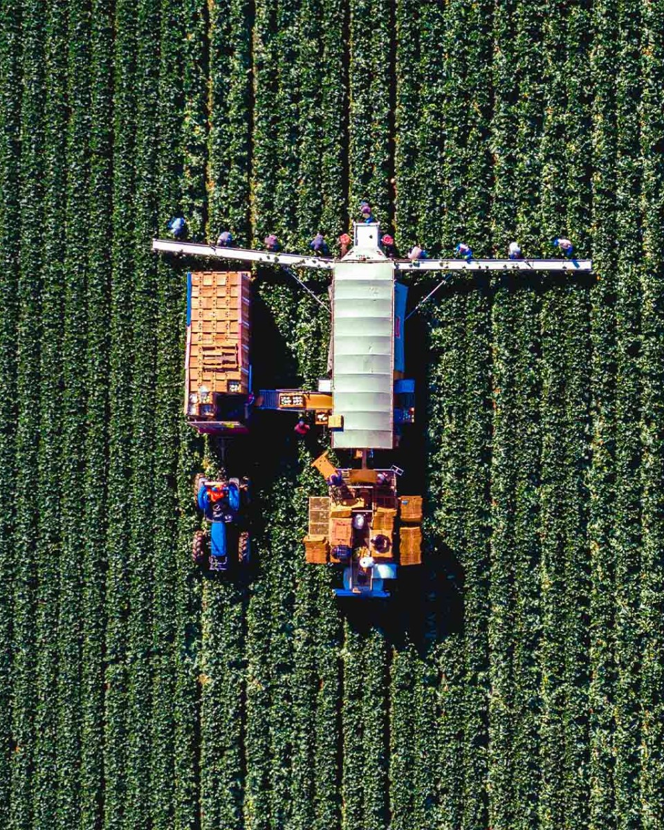 Straight Down Aerial View of Migrant Workers in A Feild Harvesting